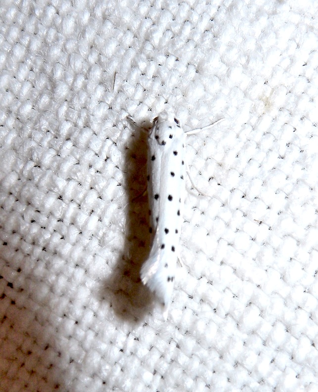 Yponomeutidae da confermare